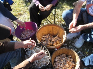 CSAers ‘popping garlic’ (getting it ready to plant by breaking the bulbs into cloves).
