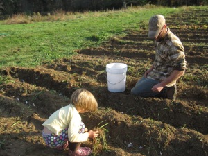 And the garlic for 2014 is now, officially, planted. Thank goodness we had such good garlic planters on hand.  